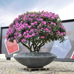 Roseum Pink Rhododendron