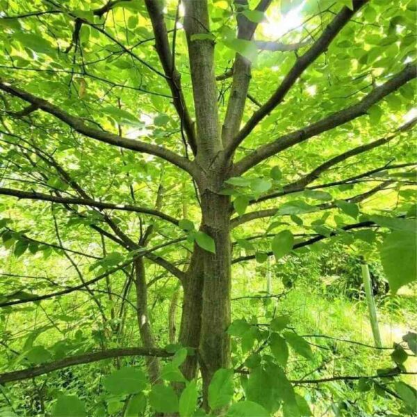 Blue Beech Tree