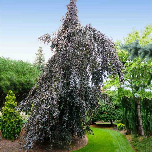 Purple Fountain Beech