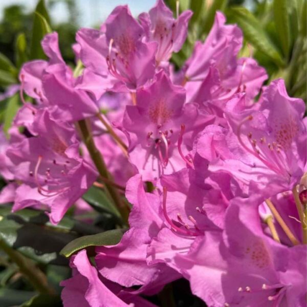 Roseum Pink Rhododendron