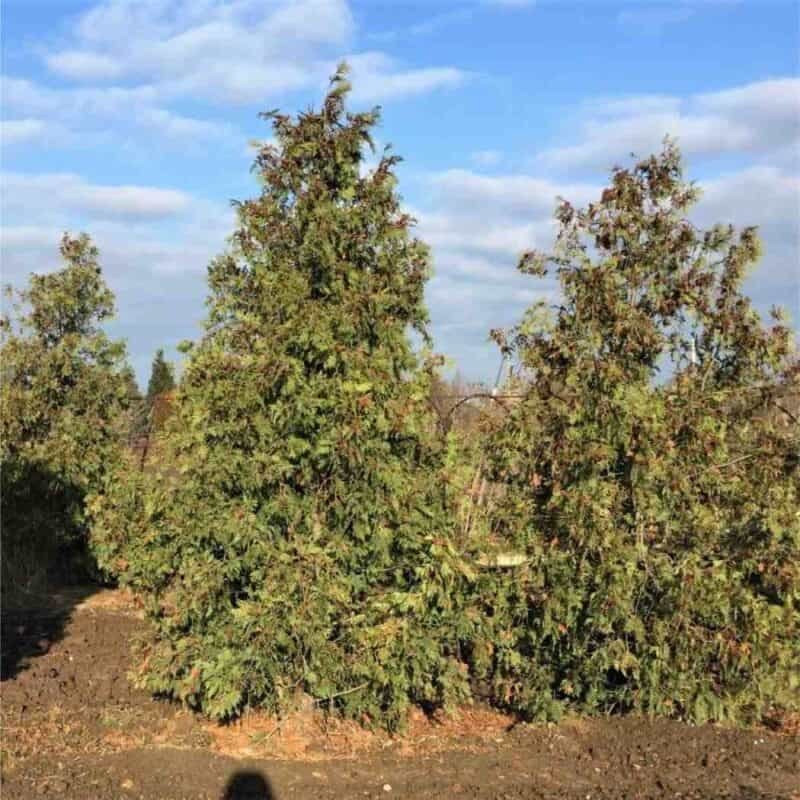 White Cedar