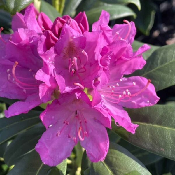Roseum Pink Rhododendron