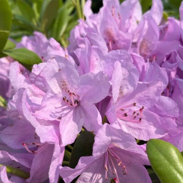 Boursault Catawba Rhodo