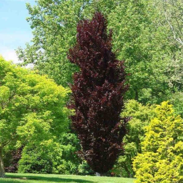Red Obelisk Beech