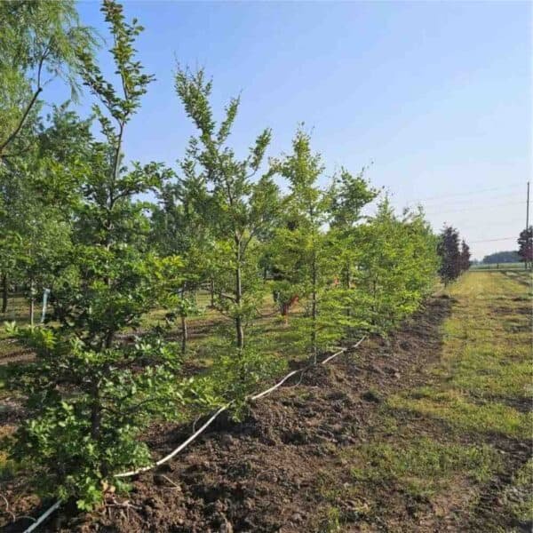 European Green Beech
