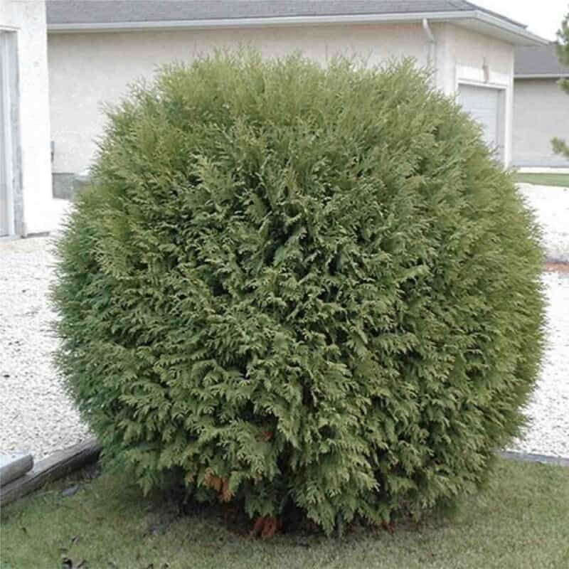 Little Champ Globe Cedar