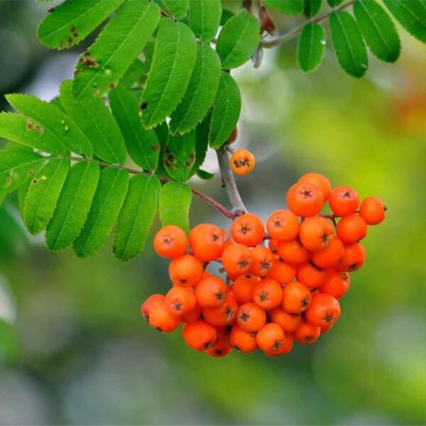 Russian Mountain Ash