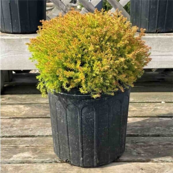 Fire Chief Globe Cedar