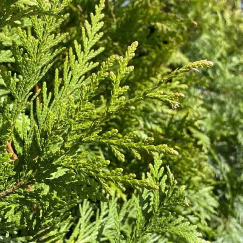 Little Giant Globe Cedar