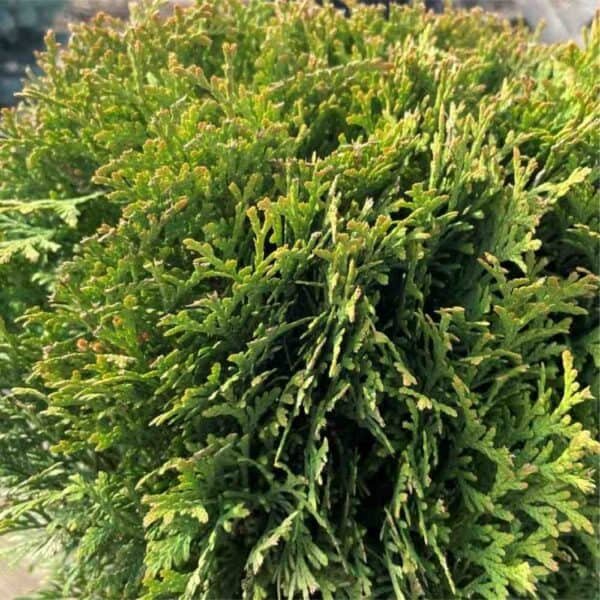 Little Giant Globe Cedar