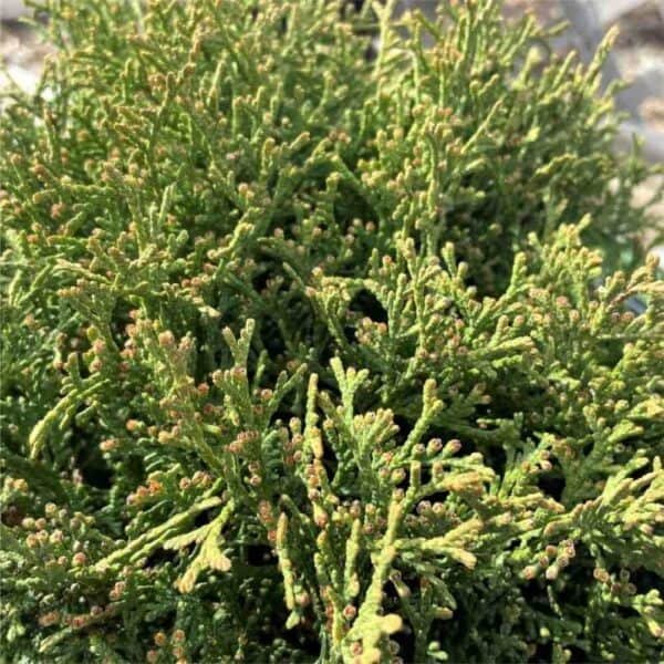 Hetz Midget Globe Cedar