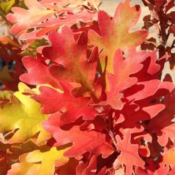 Crimson Spire Oak