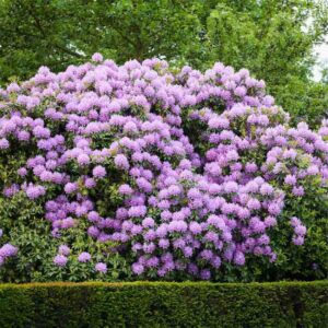 Boursault Catawba Rhodo