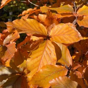 Purple Beech