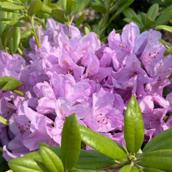 Boursault Catawba Rhodo