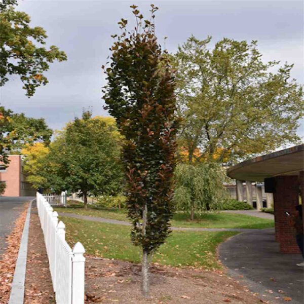 Dawyck Purple Beech