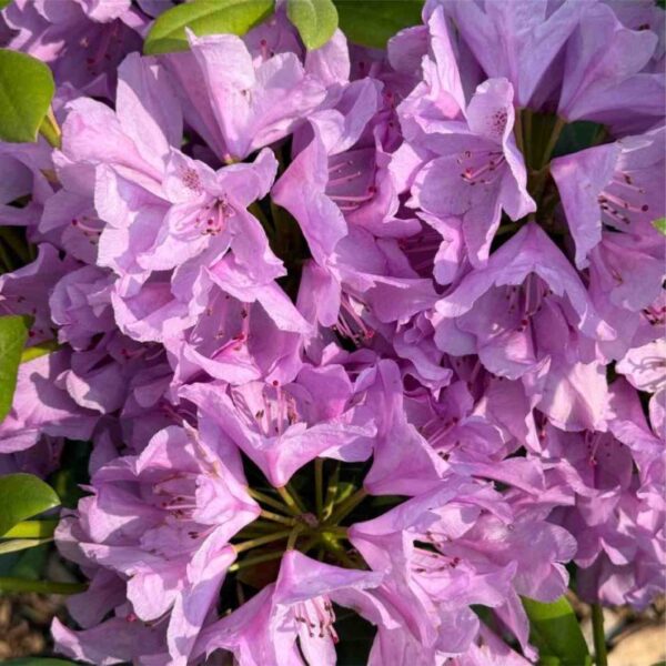 Boursault Catawba Rhodo