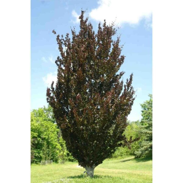 Dawyck Purple Beech