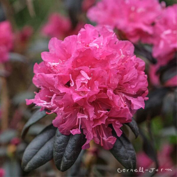 Landmark Rhododendron