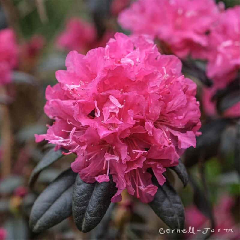 Landmark Rhododendron