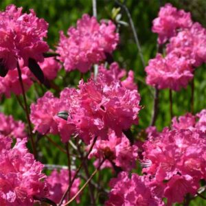 Landmark Rhododendron