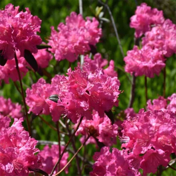Landmark Rhododendron