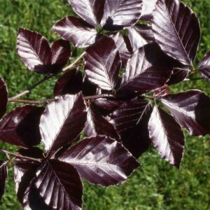 River’s Purple Beech