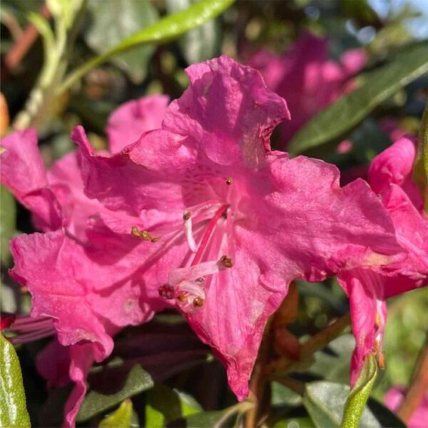 Landmark Rhododendron
