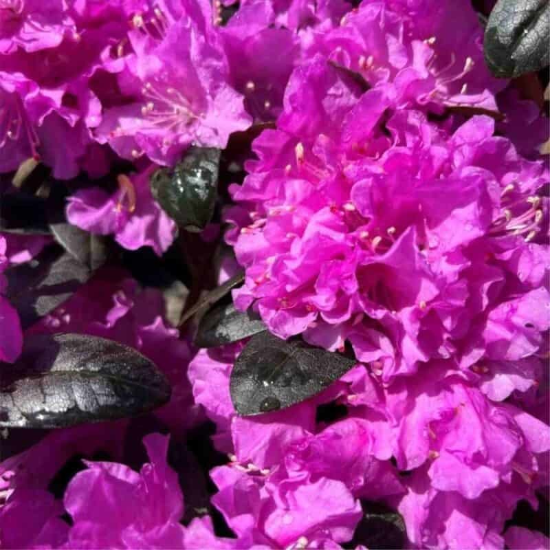 P.J.M. Regal Rhododendron