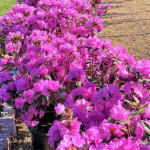 P.J.M. Regal Rhododendron