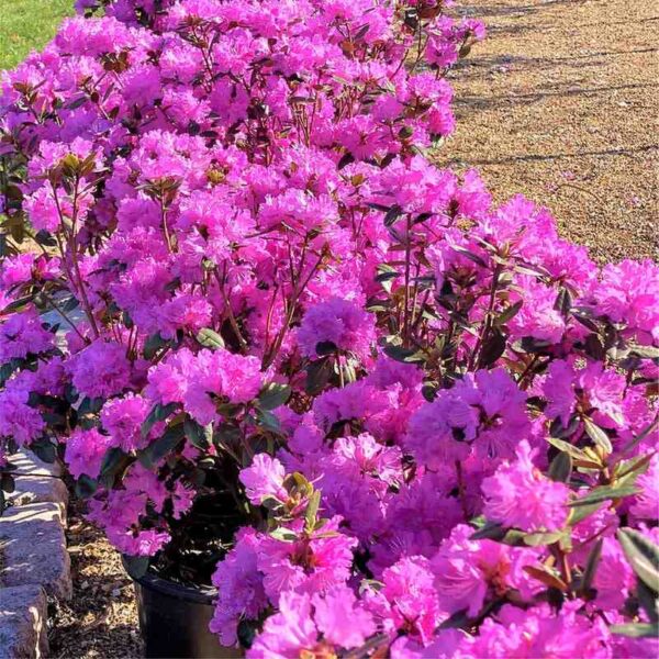 P.J.M. Regal Rhododendron