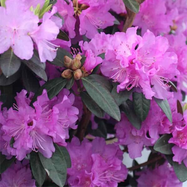 P.J.M. Regal Rhododendron