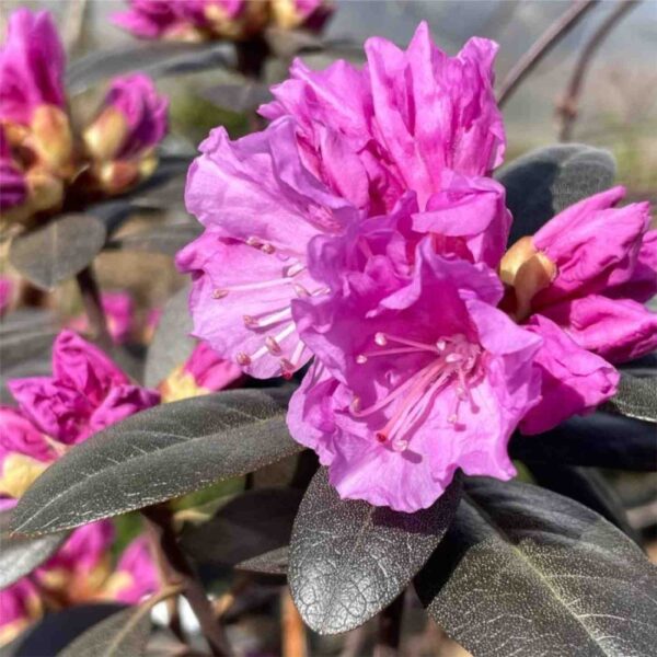 PJM Elite Star Rhododendron