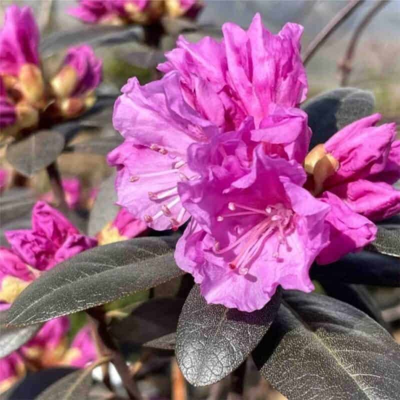 PJM Elite Star Rhododendron