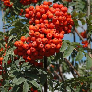 Russian Mountain Ash