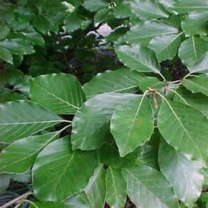 European Green Beech