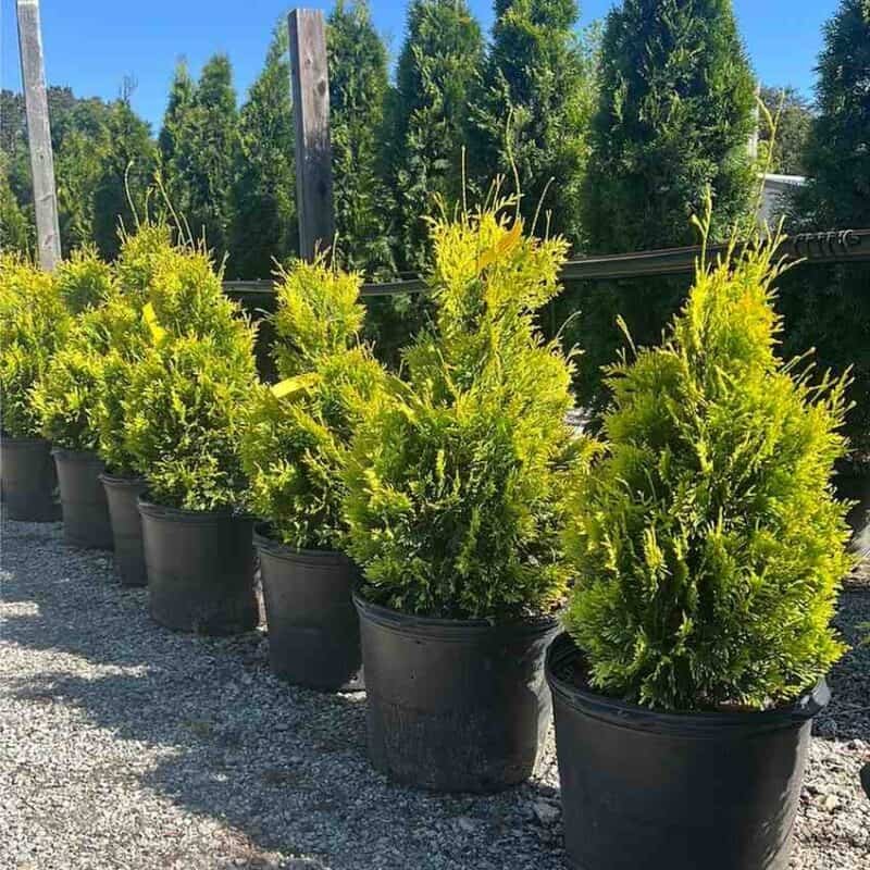 Yellow Ribbon Cedar