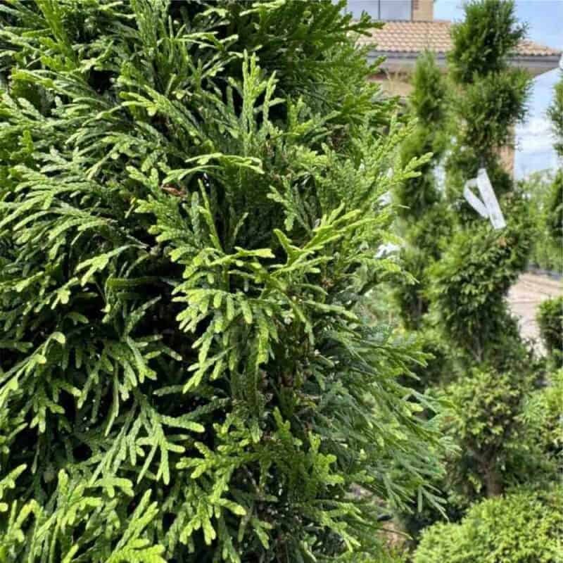 Emerald Cedar Spiral