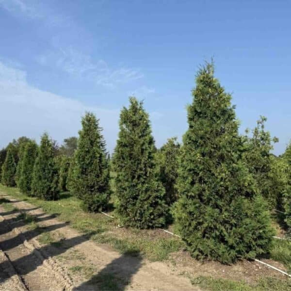 Black Cedar
