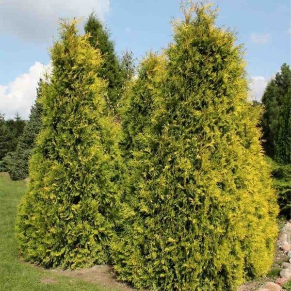 Yellow Ribbon Cedar