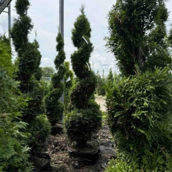 Emerald Cedar Spiral