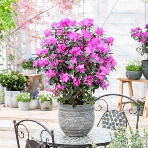 PJM Elite Star Rhododendron