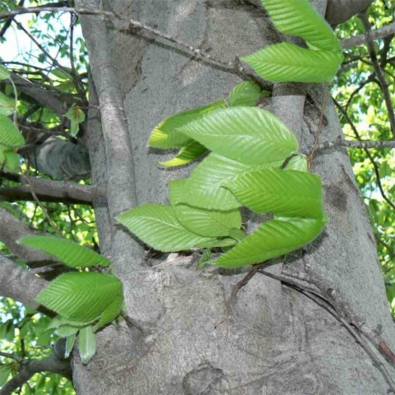 American Beech