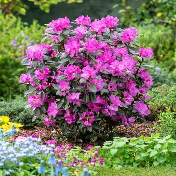 PJM Elite Star Rhododendron