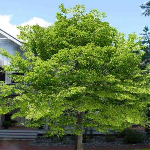 American Beech