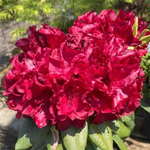 Firestorm Rhododendron