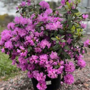 P.J.M. Elite Rhododendron
