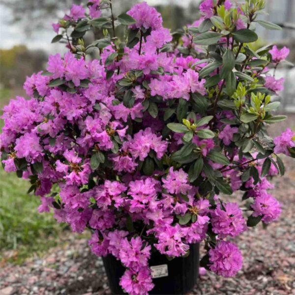P.J.M. Elite Rhododendron