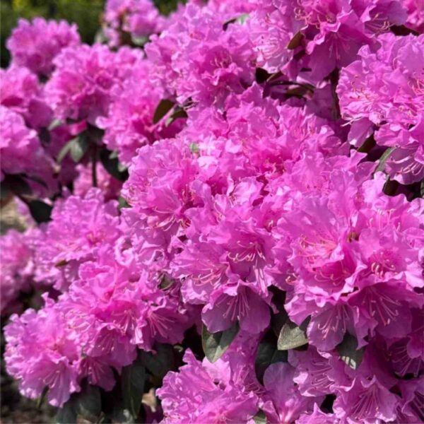 P.J.M. Elite Rhododendron