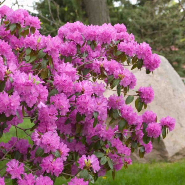 P.J.M. Elite Rhododendron